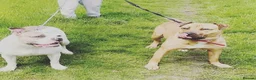 Mixed Breed dogs for sale: Buster - Advert 1