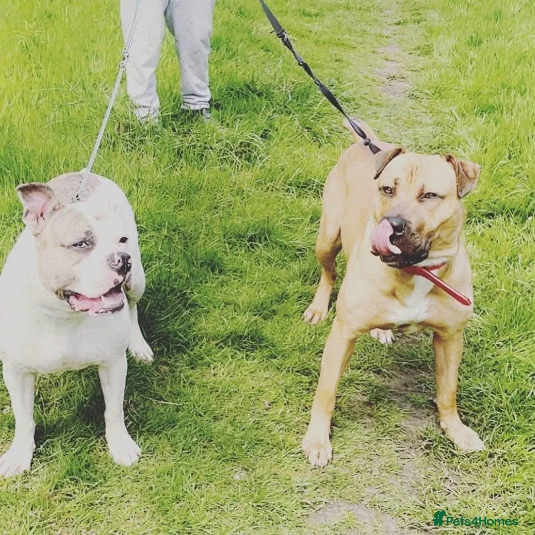 Mixed Breed dogs for sale: Buster - Advert 1