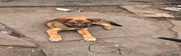 Mixed Breed dogs for sale: 9 stunning pups - Advert 9
