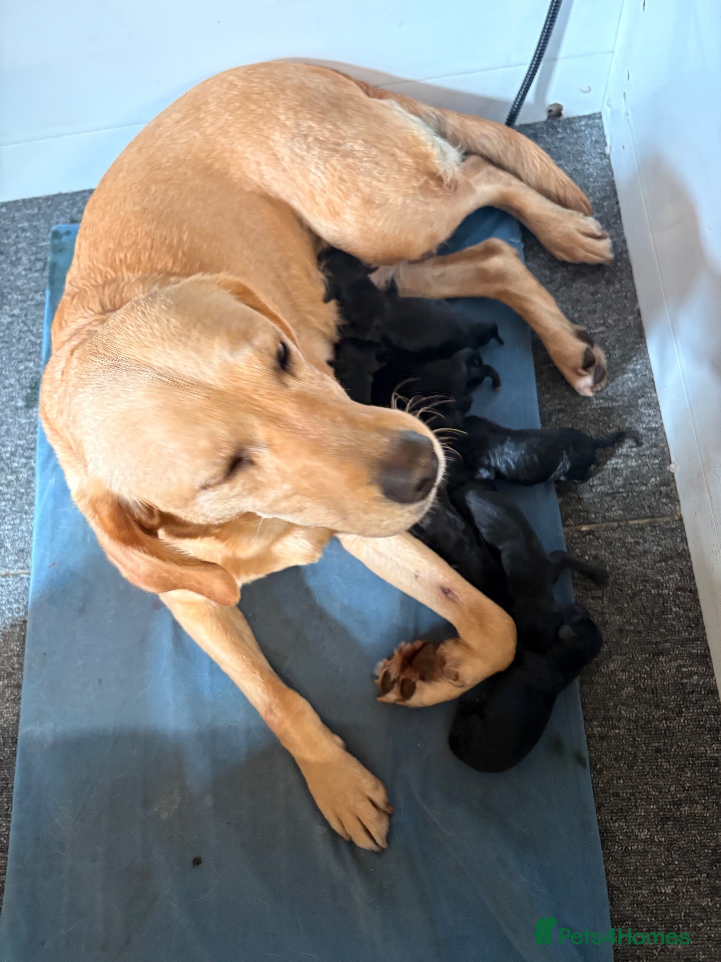 Labrador Retriever dogs Kennel club registered puppies  - Advert 2