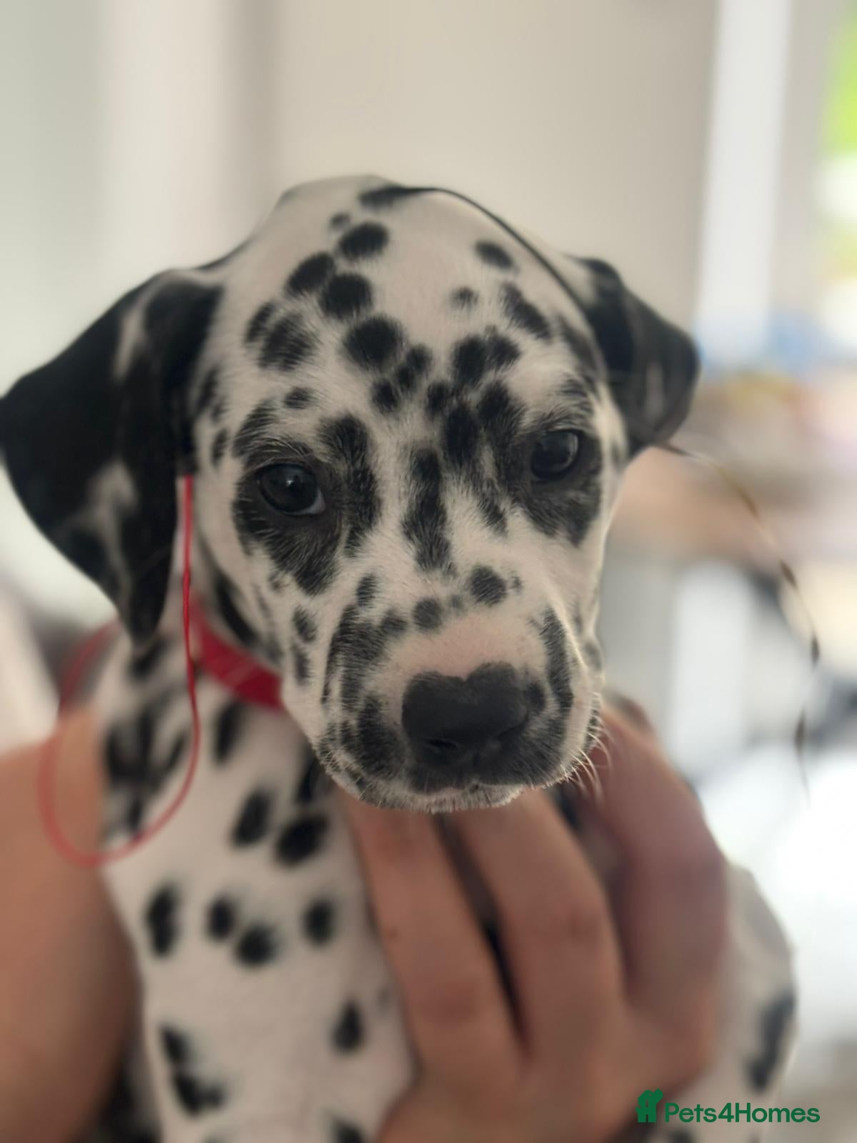 Dalmatian dogs Dalmatian pups BAER+/+*Ready 24th April** - Advert 1