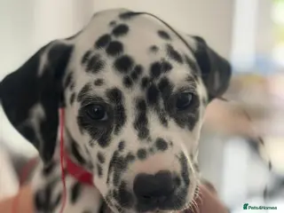 Dalmatian dogs Dalmatian pups BAER+/+*Ready 24th April** - Advert 1