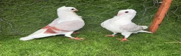 Pigeons birds for sale: Top Quality Strong Breeding Pair – Vaccinated - Advert 28