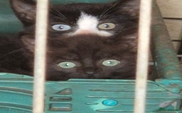 Mixed Breed cats for sale: Lovely  kittens  ready  to go - Image 3