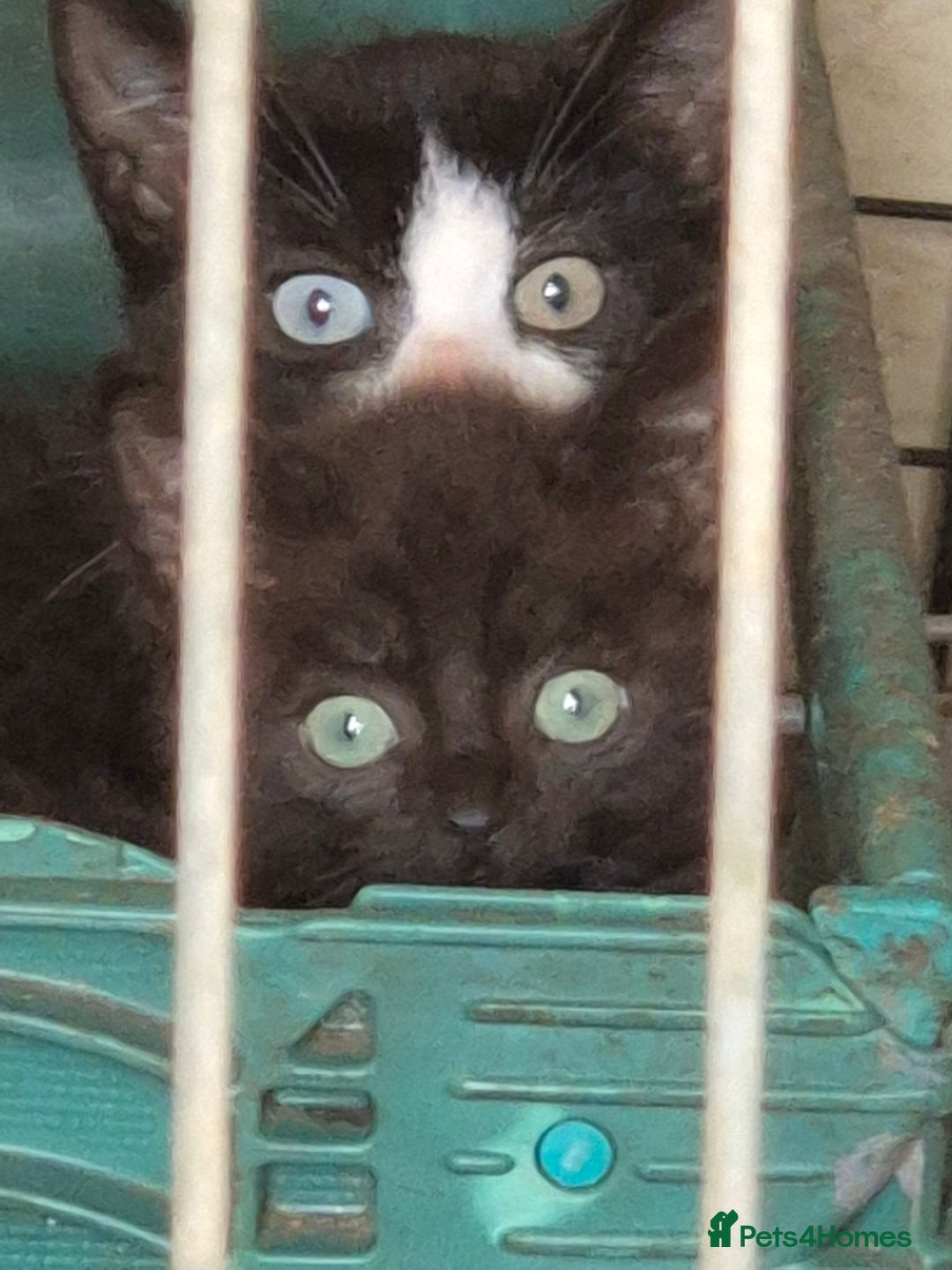 Mixed Breed cats for sale: Lovely  kittens  ready  to go - Image 3
