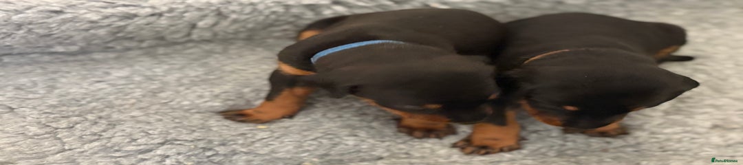 Dobermann Puppy 1 - Blue