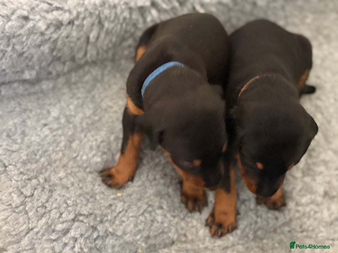 Dobermann dogs for sale: 🌟🌟KC Dobermanns - 38+ Champions in Bloodline🌟🌟 in London - Image 4