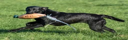 Labrador Retriever dogs for sale: FTCh Gunnerspeg Gambler × Greenbriar Tanzanite - Advert 24