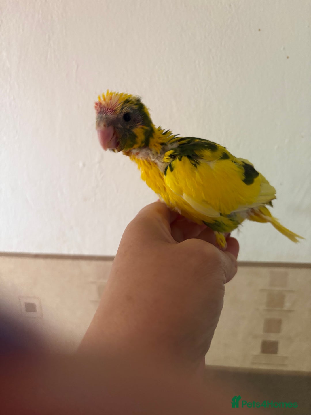 Parakeets birds for sale: Hand reared Kakariki  - Image 7