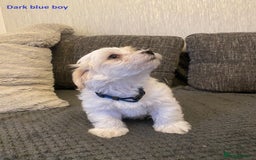 Maltese dogs for sale:  Adorable Maltese Puppies - Image 20