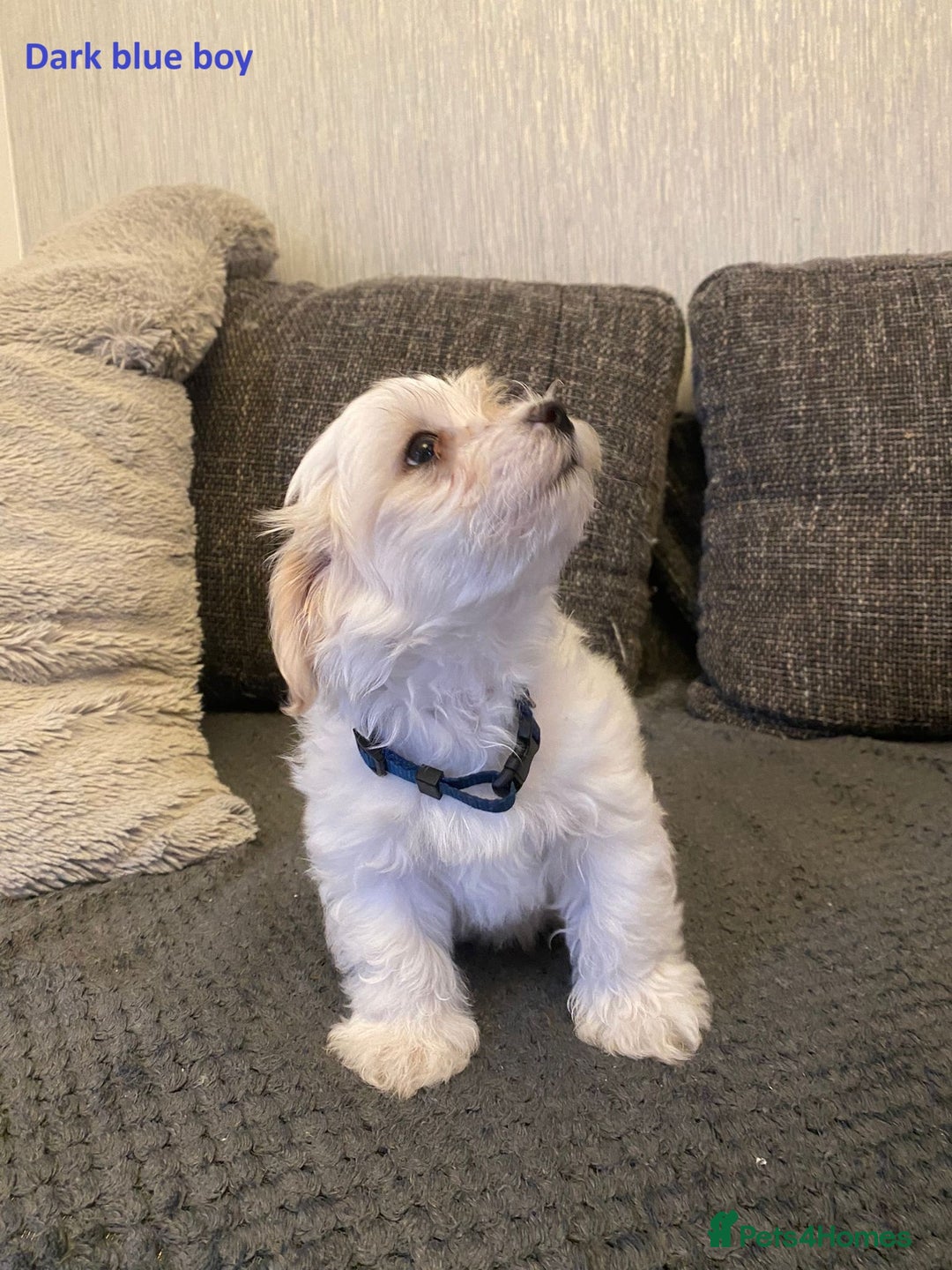 Maltese dogs for sale:  Adorable Maltese Puppies - Image 20
