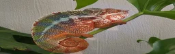 Chameleon reptiles for sale: Panther chameleon  - Advert 1