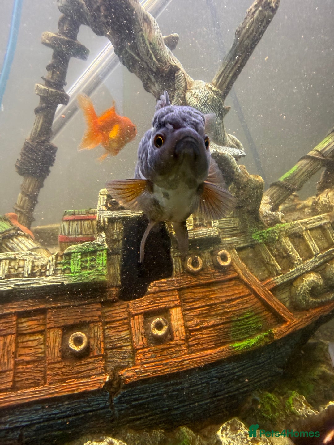 Goldfish fish for sale: Oranda goldfish  - Image 5