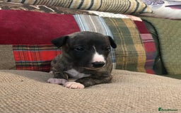Whippet dogs for sale: Whippet Pups  - Image 2