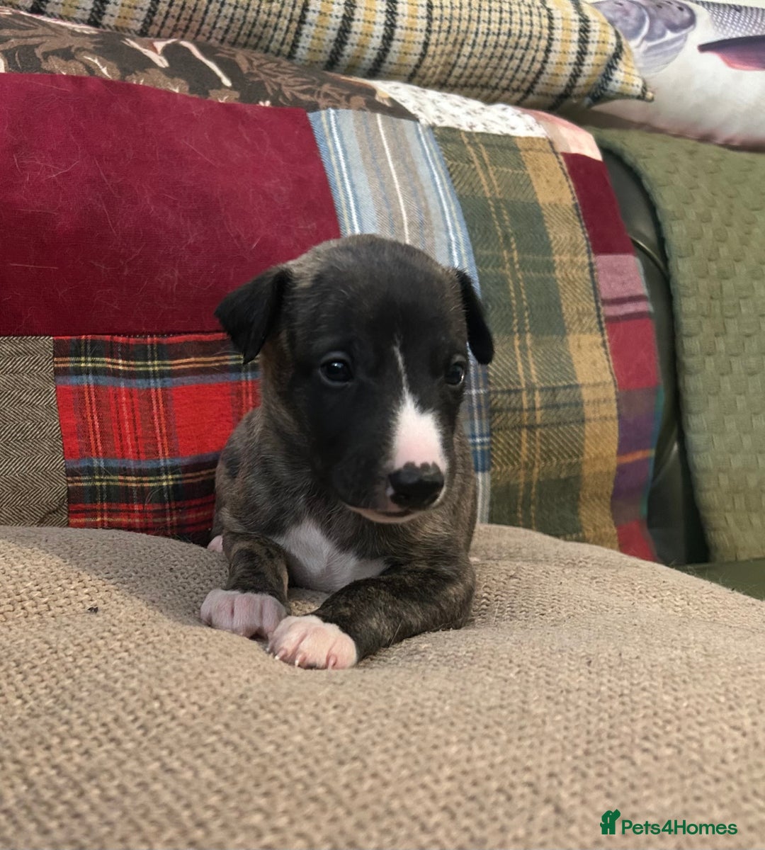 Whippet dogs for sale: Whippet Pups  - Image 2