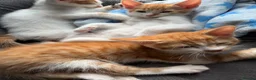 Mixed Breed cats for sale: 5 lovely kittens for sale  - Advert 6