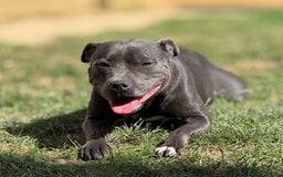 Staffordshire Bull Terrier dogs for sale: Beautiful Babies Ready to Leave  - Image 12