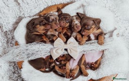 Miniature Dachshund dogs for sale: Daschund pups chocolate and chocolate dapple - Image 10