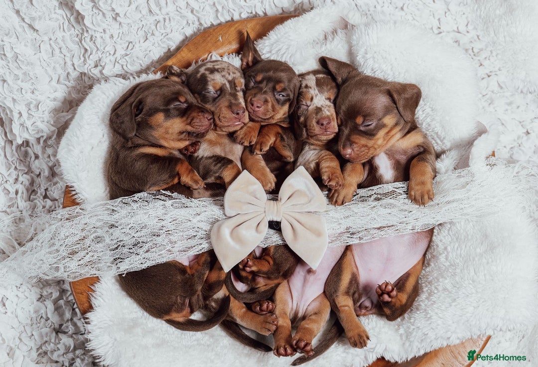 Miniature Dachshund dogs for sale: Daschund pups chocolate and chocolate dapple - Image 10