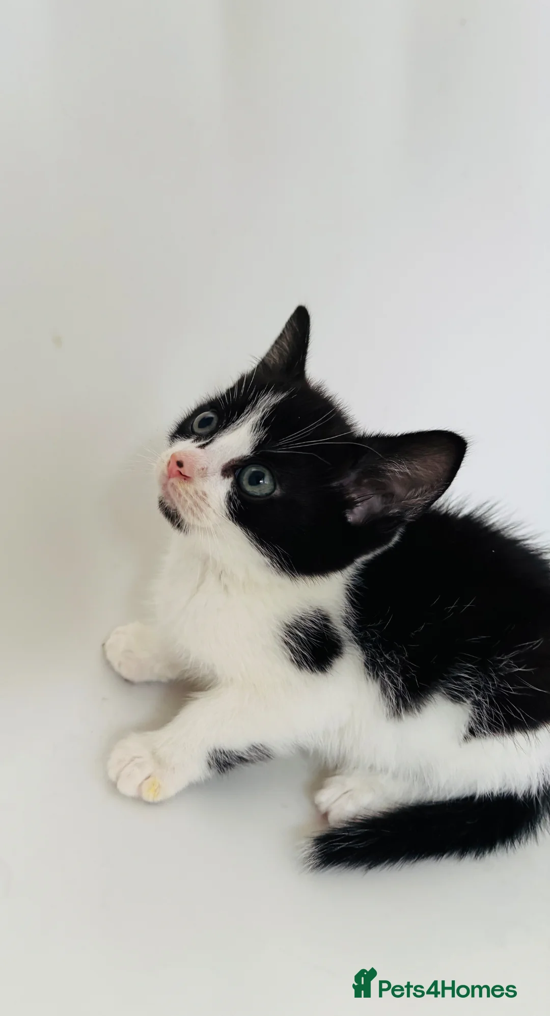 Mixed Breed cats for sale: Male kitten 8 weeks  - Advert 1