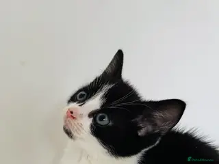 Mixed Breed cats Male kitten - Advert 14