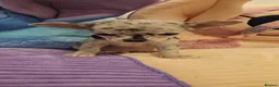Chihuahua dogs for sale: 6 beautiful chihuahuas  - Advert 14