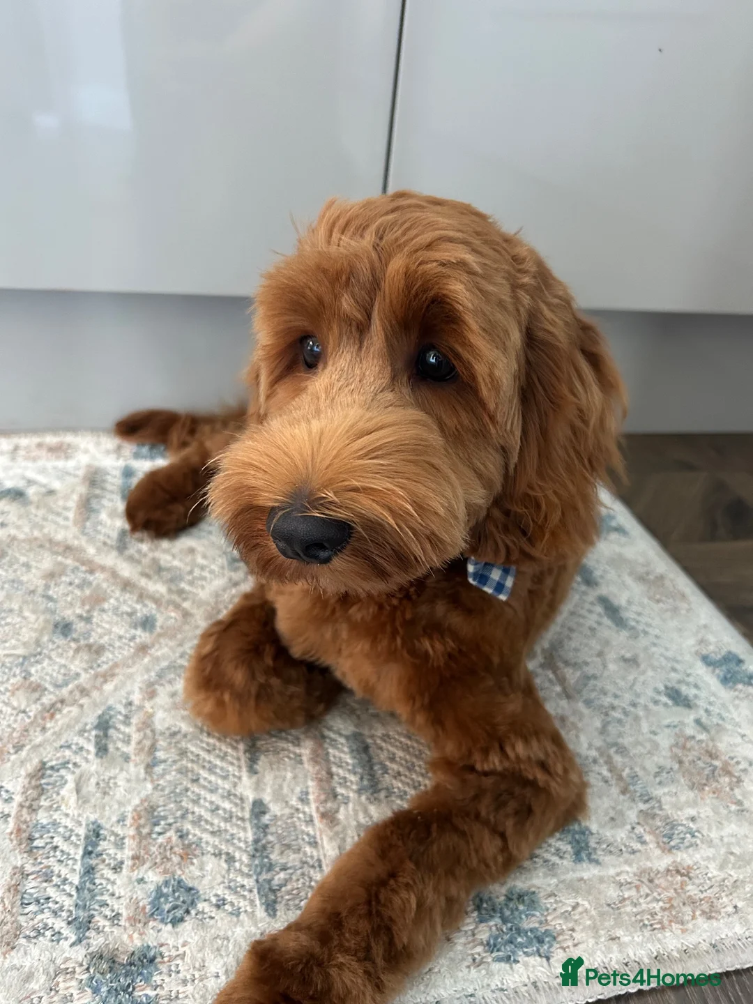 Cockapoo dogs for sale: 8 Month Old Red Cockapoo - Advert 2