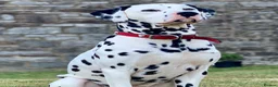 Dalmatian dogs for stud: WINNER AT CRUFTS 2020 PROVEN AND HEALTH TESTED in Aberdare - Advert 6