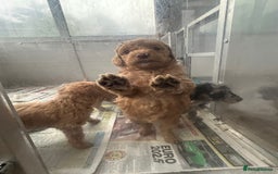 Labradoodle dogs for sale: F1b miniature labradoodle  - Image 5