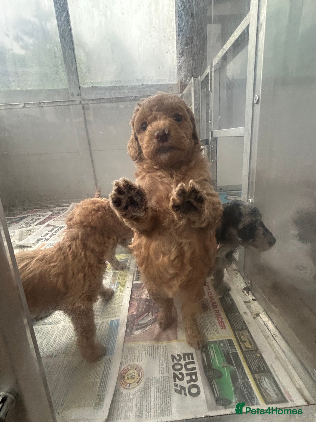 Labradoodle dogs for sale: F1b miniature labradoodle  - Image 5