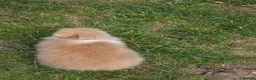 Lionhead rabbits for sale: Mini Lionhead Rabbit – Friendly 8-Week-Old Male - Advert 2