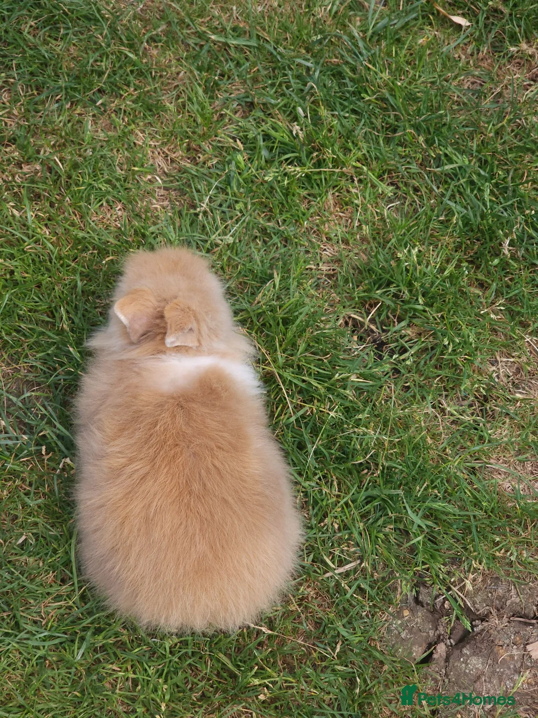 Lionhead rabbits for sale: Mini Lionhead Rabbit – Friendly 8-Week-Old Male - Advert 2