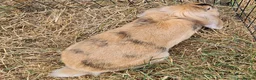 Mixed Breed rabbits for sale: Bunny's  - Advert 7