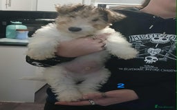 Fox Terrier dogs for sale: Wirefox terrier puppies KC registered READY NOW - Image 4