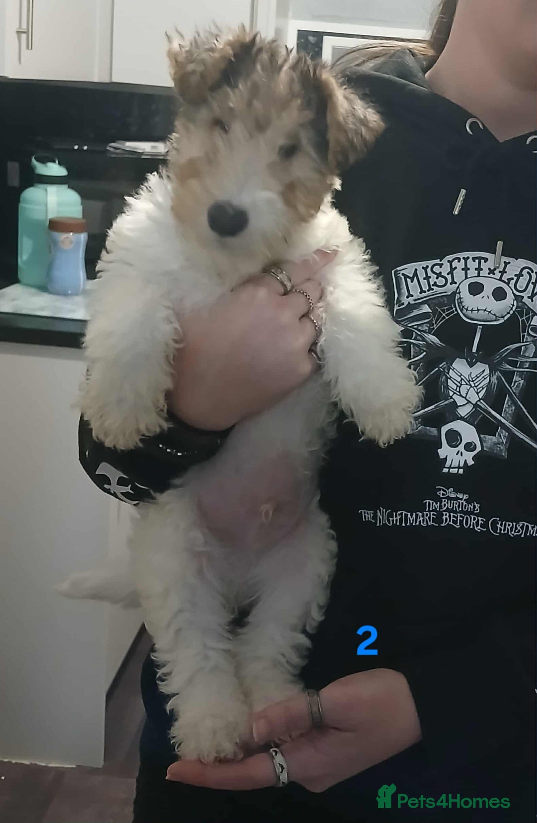 Fox Terrier dogs for sale: Wirefox terrier puppies KC registered READY NOW - Image 4