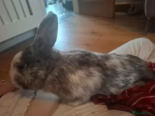 Mixed Breed rabbits 1 male rabbits for sale - Advert 1