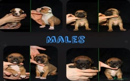 Staffordshire Bull Terrier dogs for stud: 🥨 Top Quality Red SBT Stud 🥨 - Image 11
