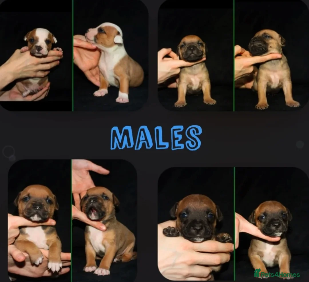 Staffordshire Bull Terrier dogs for stud: 🥨 Crufts Qualified Red SBT Stud 🥨 - Advert 18