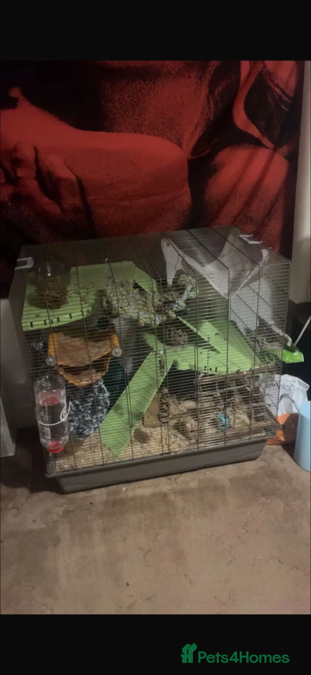 Rat rodents for sale: Rats and cage for sale - Advert 4