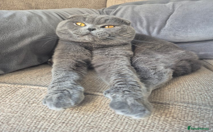 Scottish Fold cats - Advert 2