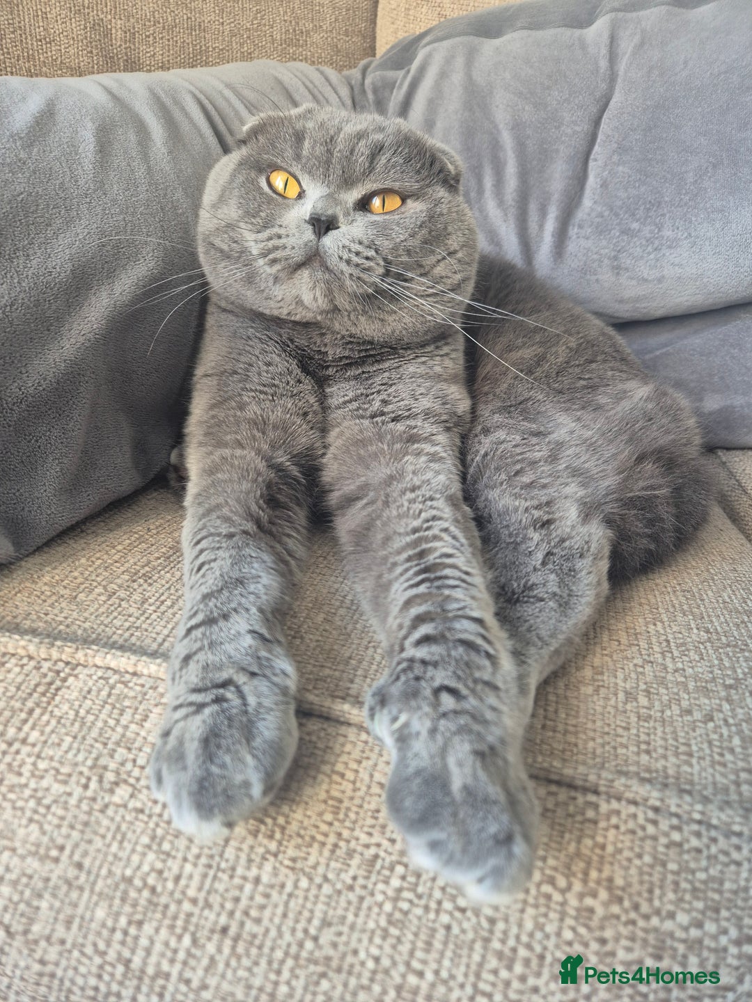 Scottish Fold cats for sale: Male Scottish Fold - Image 1