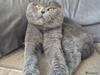 Scottish Fold cats - Advert 6