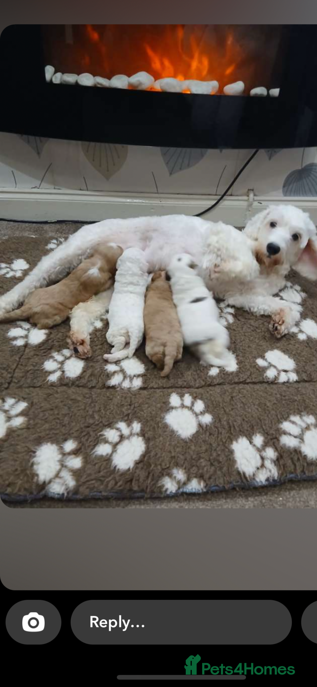 Cockapoo dogs for sale: F1b cockapoo puppies  - Image 5