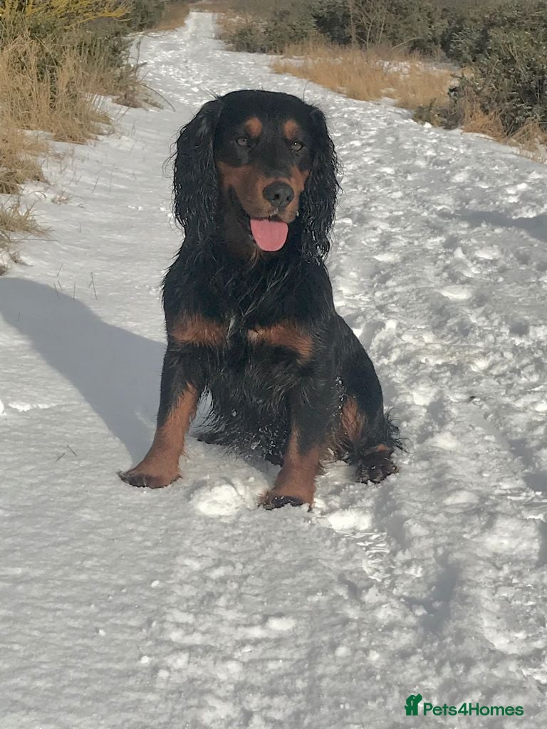 Cocker Spaniel dogs Proven Tri color cocker spaniel superb pedigr in Durham - Advert 19