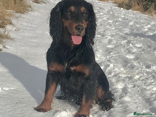 Cocker Spaniel dogs in Durham - Advert 10