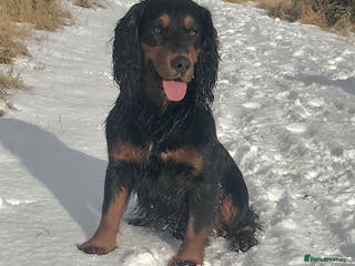 Cocker Spaniel dogs Proven Tri color cocker spaniel superb pedigr in Durham - Advert 5