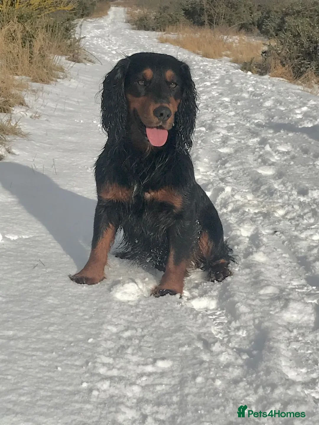 Cocker Spaniel dogs for stud: Proven Tri color cocker spaniel superb pedigr in Durham - Advert 1