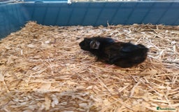 Guinea Pig rodents for sale: 2 males 7 weeks old - Image 2