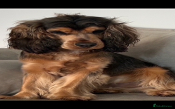 American Cocker Spaniel dogs for stud: 👑 PRINCE 👑  - Image 5
