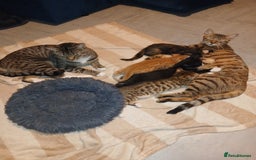 Bengal cats for sale: Half Bengal kittens - Image 9